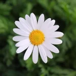 images (2).webp