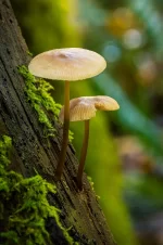 mushrooms-8328101_1280.webp
