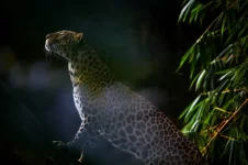 leopard-5522230_1280.webp