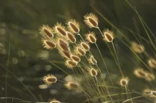 grasses-1939673_1280.webp