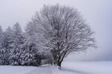 snow-8435305_1280.webp