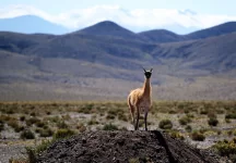 vicuna-6471374_1280.webp