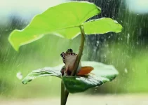 frog-5319326_1280.webp