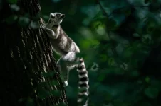 lemur-6762935_1280.webp