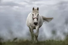 white-horse-1136093_1280.webp