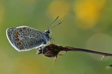 butterfly-8313010_1280.webp